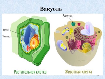 Вакуоль в клетке растения и животного
