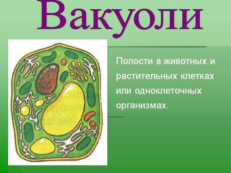 Центральная вакуоль растительной клетки