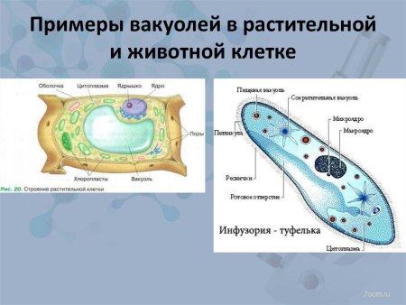 Схема вакуоли клетки