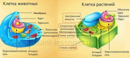 Клеточная стенка вакуоль