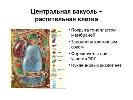 Центральная вакуоль растительной клетки строение