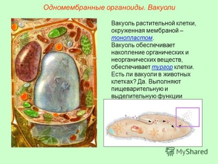 Вакуоль животной клетки рисунок (50 фото)