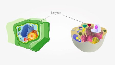 Эукариотическая клетка вакуоль
