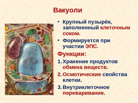 Строение центральной вакуоли растительной клетки