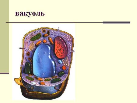 Вакуоль растительной клетки рисунок