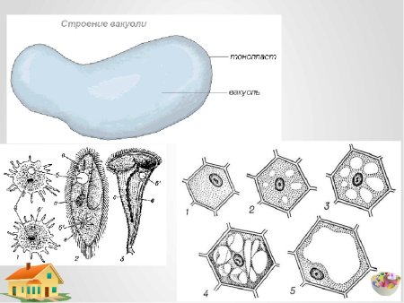 Схема строения вакуоли