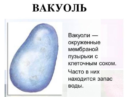 Вакуоль растительной клетки биология