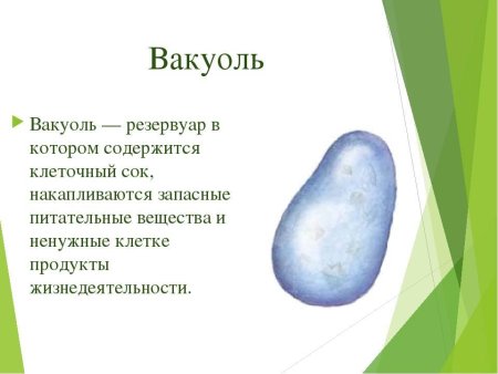 Вакуоль строение 5 класс биология