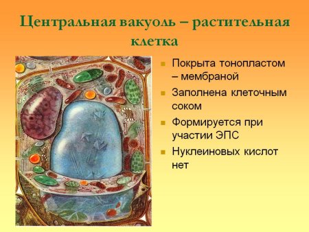 Центральная вакуоль клеток растений