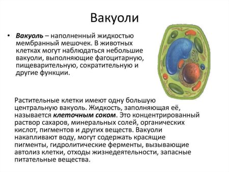 Функции вакуолей в растительной клетке