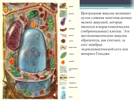 Вакуоль растительной клетки 5 класс биология