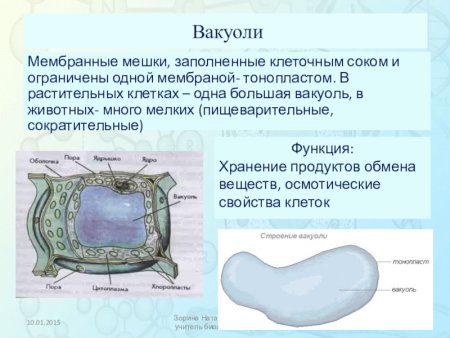 Вакуоли растительной клетки