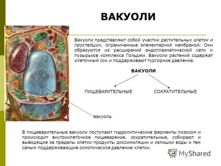 Мембрана цитоплазма стенка ядро