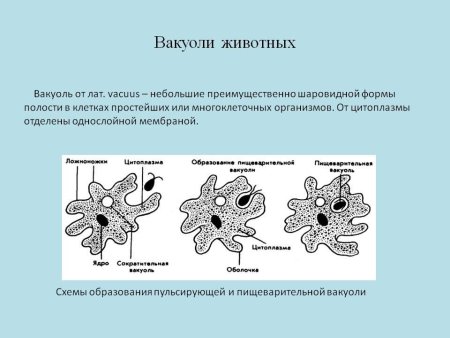 Вакуоль растительной клетки биология