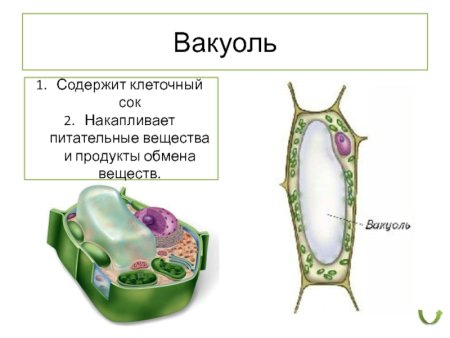 Рисунок вакуоли клетки