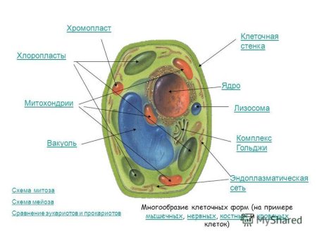 Рисунок вакуоли растительной клетки