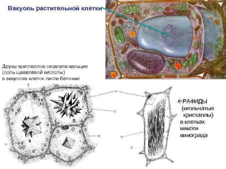 Органоид растительной клетки вакуоль
