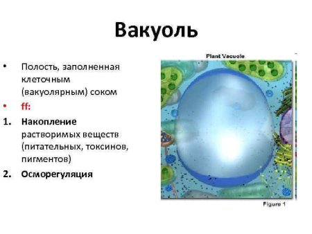 Вакуоль растительной клетки биология