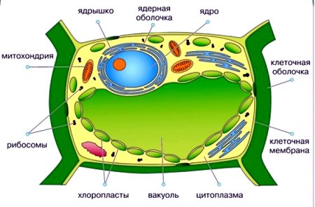 Жидкость в клетке растений