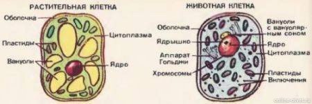 Схема животной и растительной клетки под оптическим микроскопом