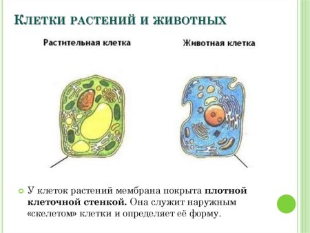 Клетка растений и животных