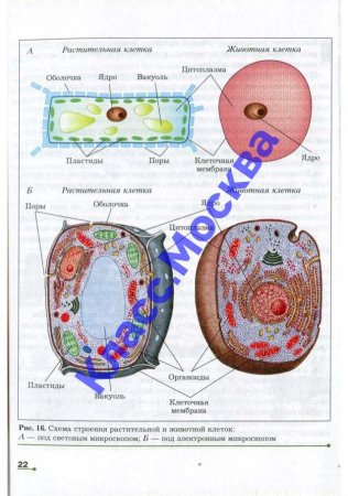Схема животной и растительной клетки под оптическим микроскопом