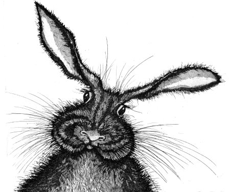Кролик иллюстрация