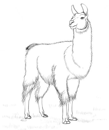 Альпака для рисования