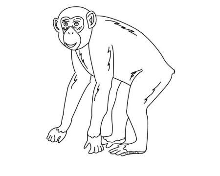 Раскраска Дикие животные обезьяна
