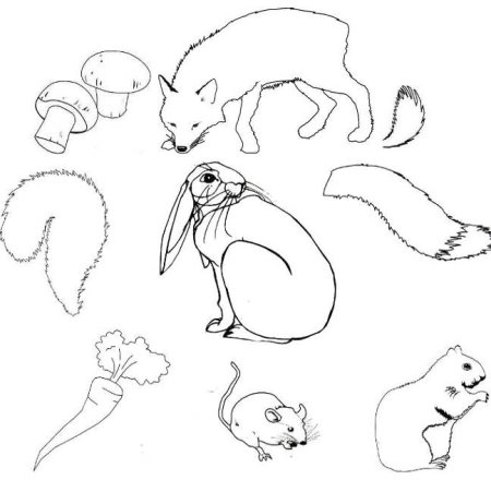 Хвост раскраска