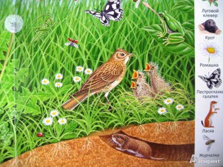 Птицы обитатели Луга