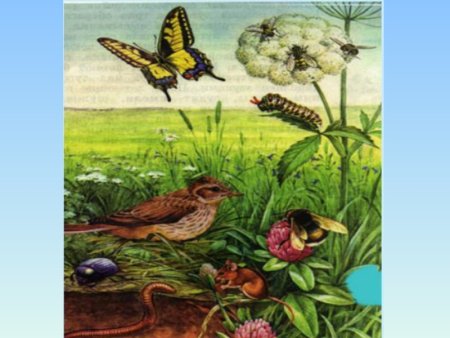 Обитатели Луга для детей