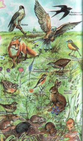 Животные лугов