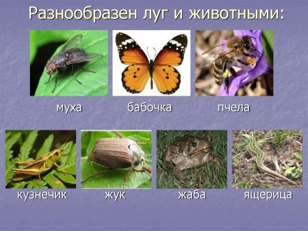 Животные Луга