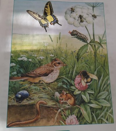 Животных Луга