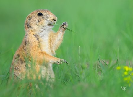 Животные на лугу