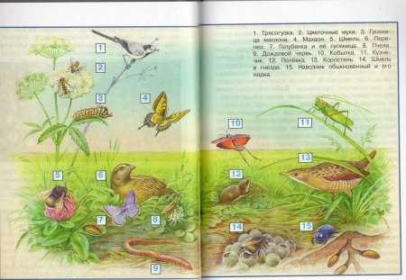 Схема цепи питания на лугах окружающий мир 4 класс Плешакова