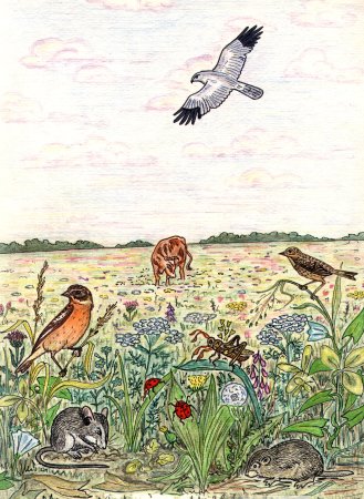 Биоценоз степи