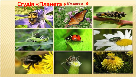 Луг и его обитатели