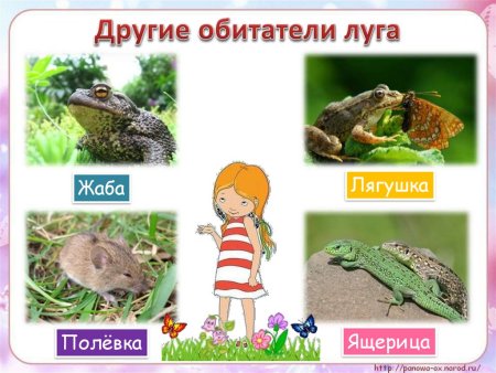 Обитатели лугов