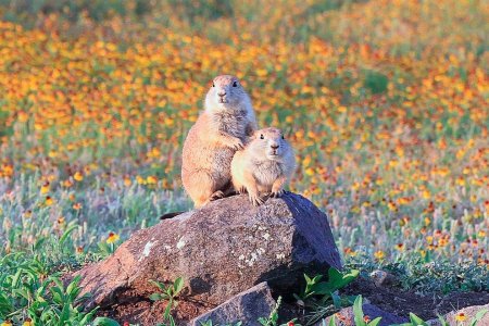 Луговые животные