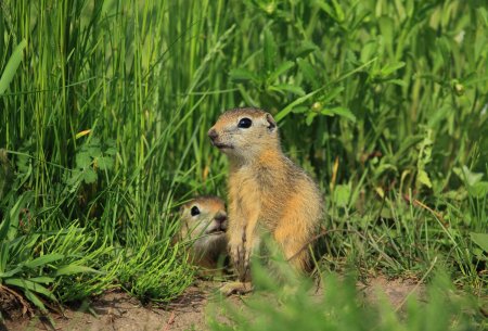 Суслики, сурки, хомяки, полевки