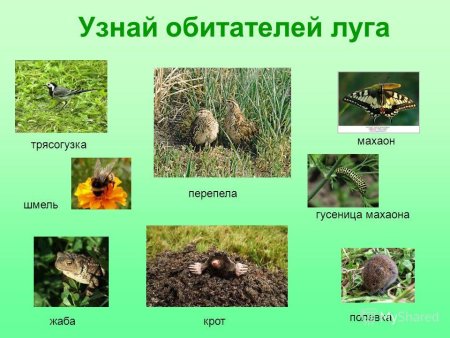 Животные Луга
