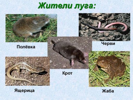 Животные лугов