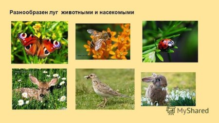 Луг животные и растения