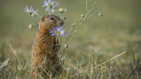 Сурок полевой