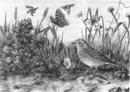 Иллюстрация к романсу Глинки Жаворонок