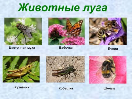 Животные Луга