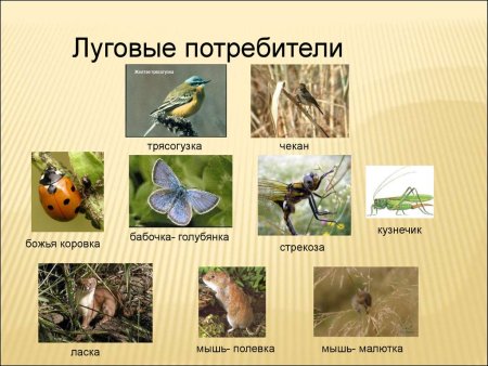 Крапчатый суслик