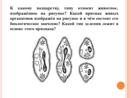 К какому подцарству типу относят животное изображенное на рисунке